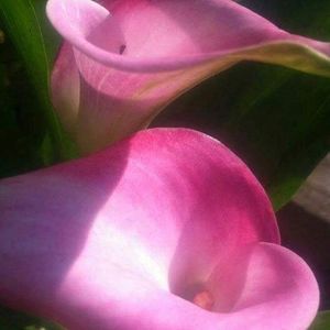 Meet your Posher, Judy